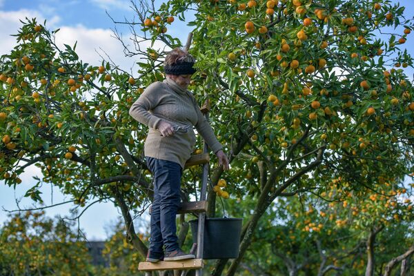 Сезон мандаринов: как в Абхазии собирают главный фрукт для экспорта - Sputnik Абхазия