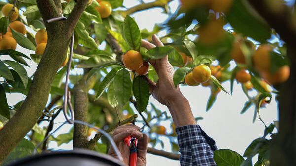  Оранжевое настроение: как собирают мандарины в Абхазии - Sputnik Абхазия