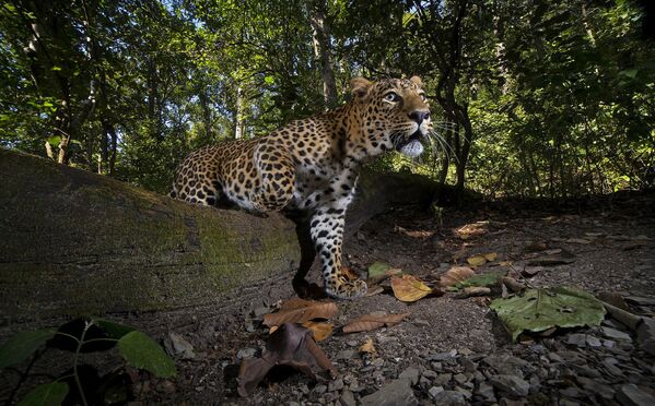 Индийский леопард запускает фотоловушку, установленную в заповеднике Корбетт, Уттаракханд - Sputnik Абхазия