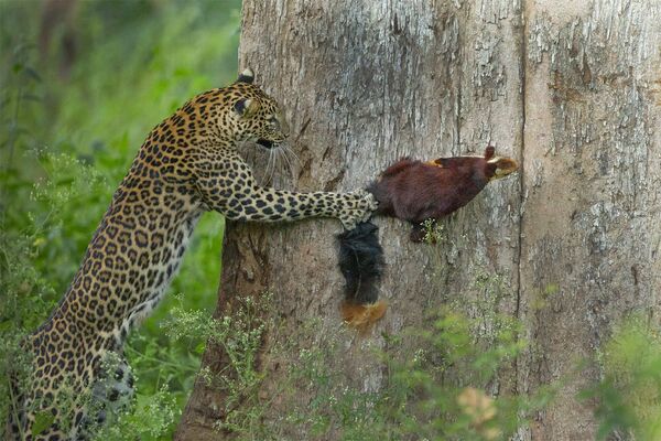 Леопард охотится на малабарскую гигантскую белку в национальном парке Бандипур. - Sputnik Абхазия