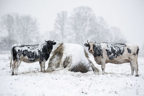 Коровы на заснеженном лугу недалеко от деревни Вейки, восточная Польша, после первого снегопада. - Sputnik Абхазия