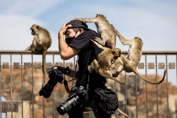 Обезьяны-макаки забираются на фотографа в храме Пхра Пранг Сам Йод во время ежегодного Фестиваля обезьян, Тайланд. - Sputnik Абхазия