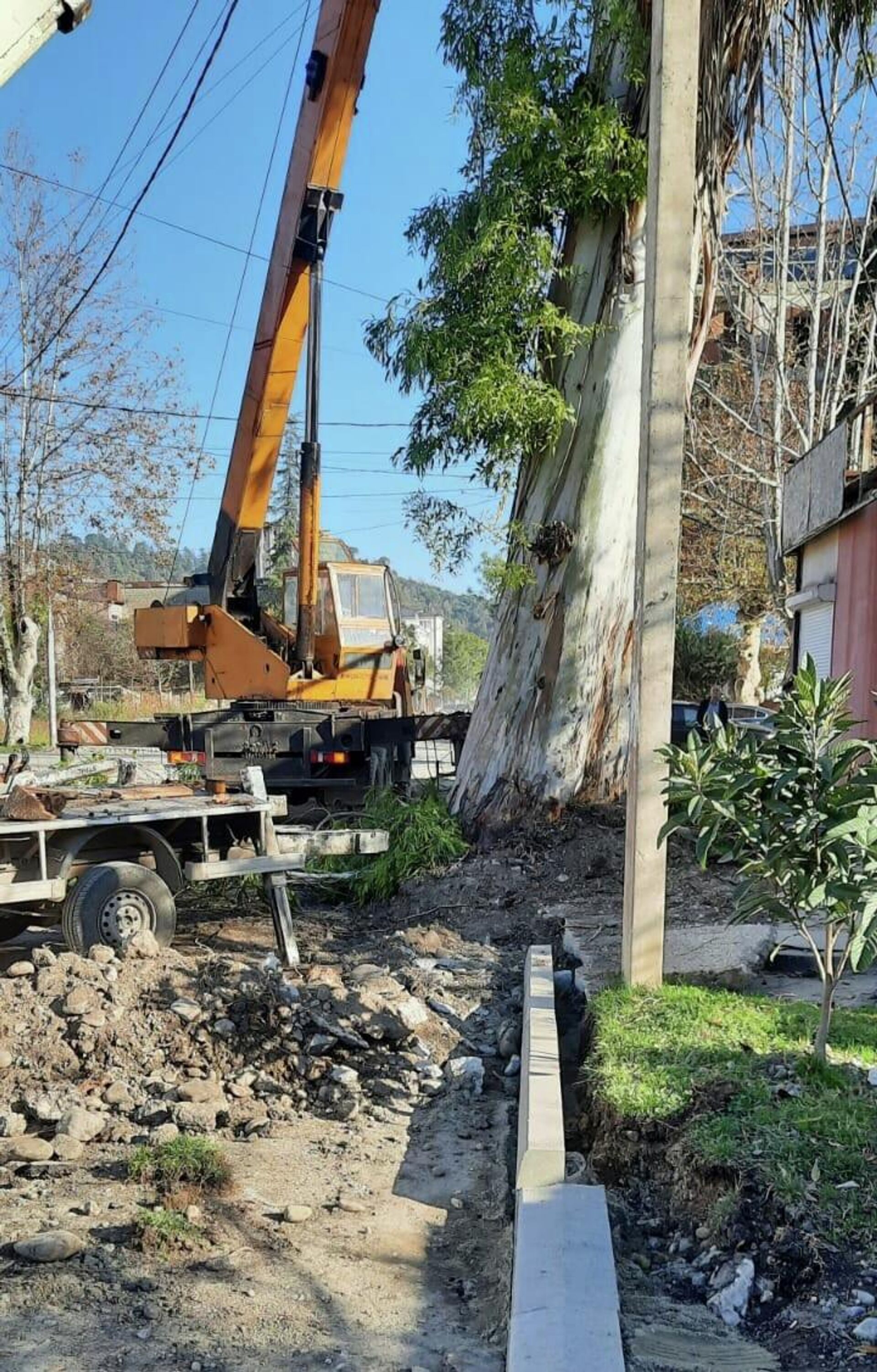 На улице Гулиа возникла необходимость удаления великовозрастного дерева - Sputnik Абхазия, 1920, 07.12.2021