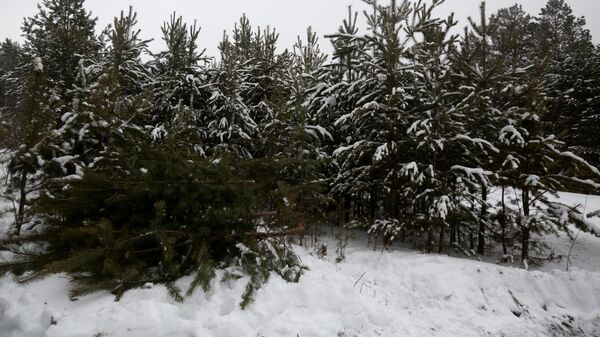 Заготовка новогодних елок в Новосибирской области - Sputnik Абхазия