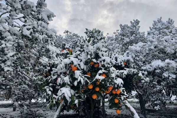 Первый снег в Сухуме - Sputnik Абхазия