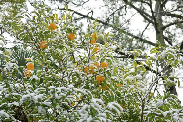 Апельсиновое дерево в Ботаническом саду &quot;нарядилось&quot; белым одеянием. - Sputnik Абхазия