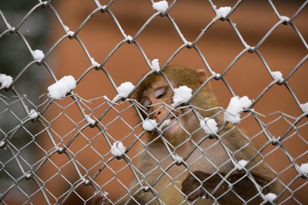 Как обезьяны в Сухумском питомнике переживают холода  - Sputnik Абхазия