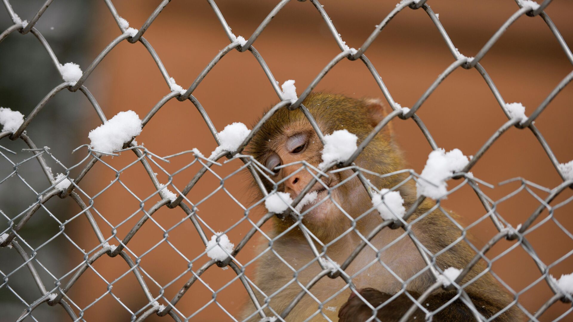 Как обезьяны в Сухумском питомнике переживают холода  - Sputnik Абхазия, 1920, 17.02.2023