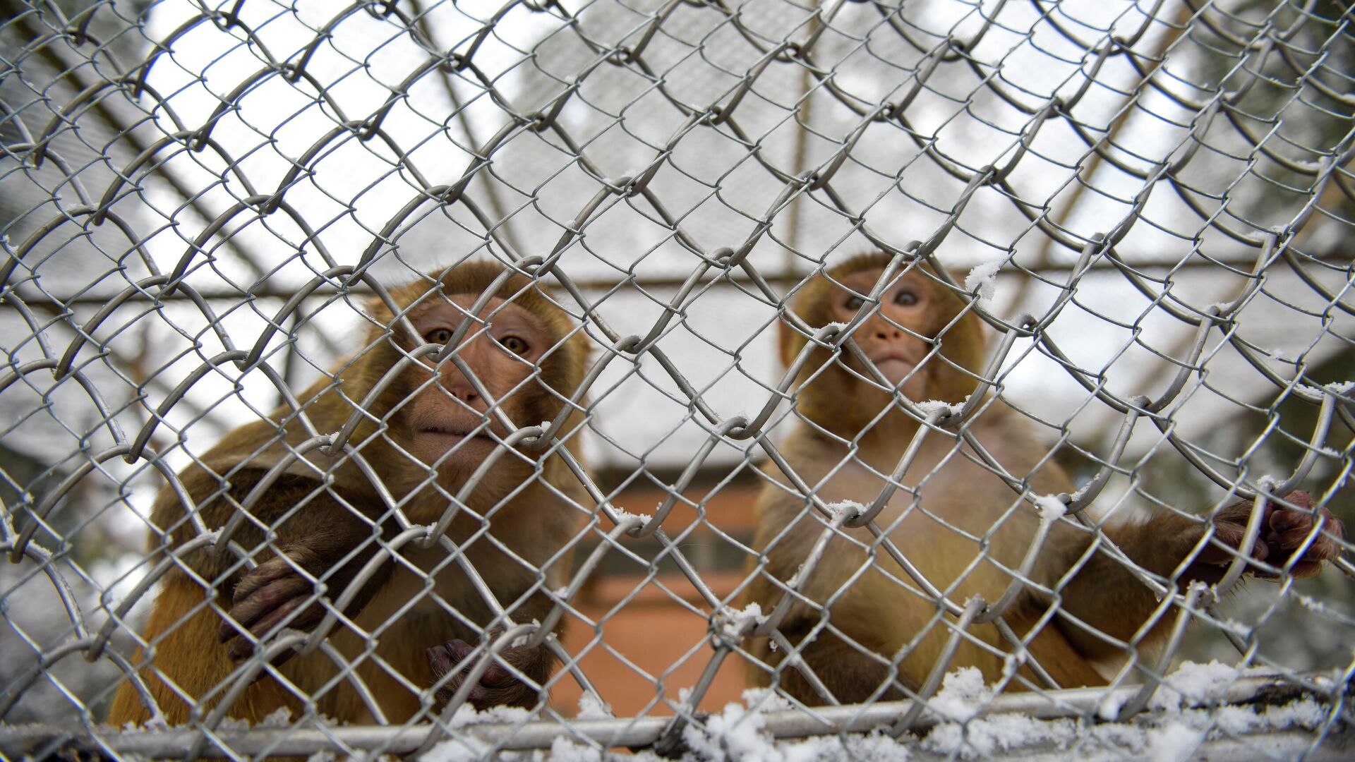 Как обезьяны в Сухумском питомнике переживают холода  - Sputnik Аҧсны, 1920, 17.02.2023