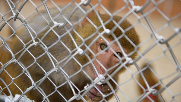 Как обезьяны в Сухумском питомнике переживают холода  - Sputnik Абхазия