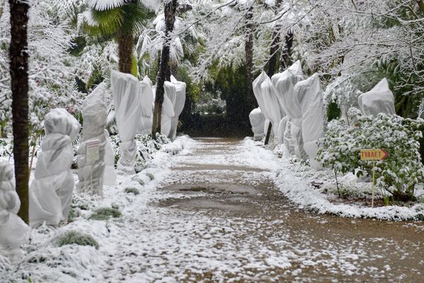Кстати, в Ботаническом саду к зиме подготовились заранее, теплолюбивые растения укрыли специальной тканью. - Sputnik Абхазия