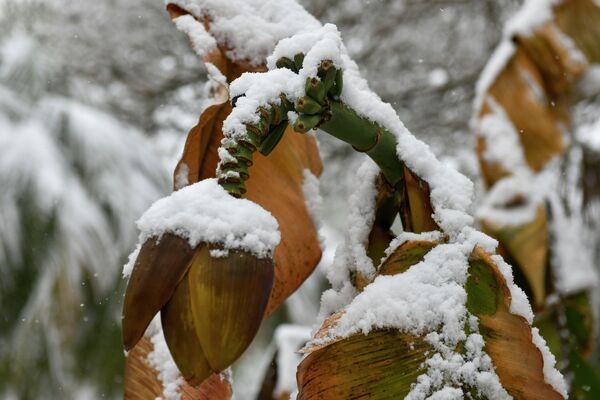 Субтропический банан в снегу смотрится особенно необычно. - Sputnik Абхазия
