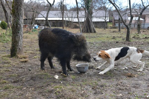 С домашними животными Карантинка тоже подружилась, но на ее еду нередко покушаются собаки. - Sputnik Абхазия
