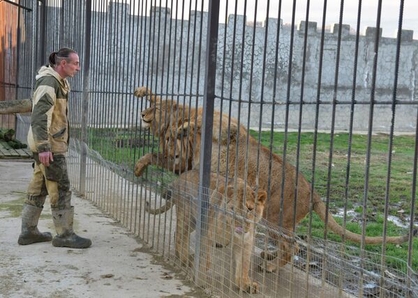 Всего в парке десять взрослых львов, три молодых – от полутора до двух лет – и шесть котят. - Sputnik Абхазия
