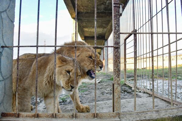 Хищники содержатся в вольерах парами и больше, но есть львы-одиночки. - Sputnik Абхазия