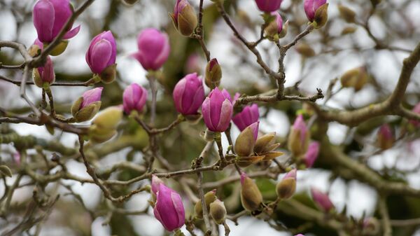 Весна в Абхазии - Sputnik Аҧсны