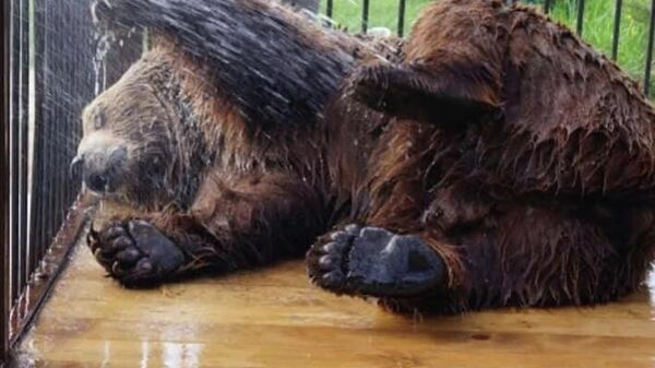 Большой и довольный: как сложилась жизнь медвежонка Балу из Абхазии в России  - Sputnik Абхазия