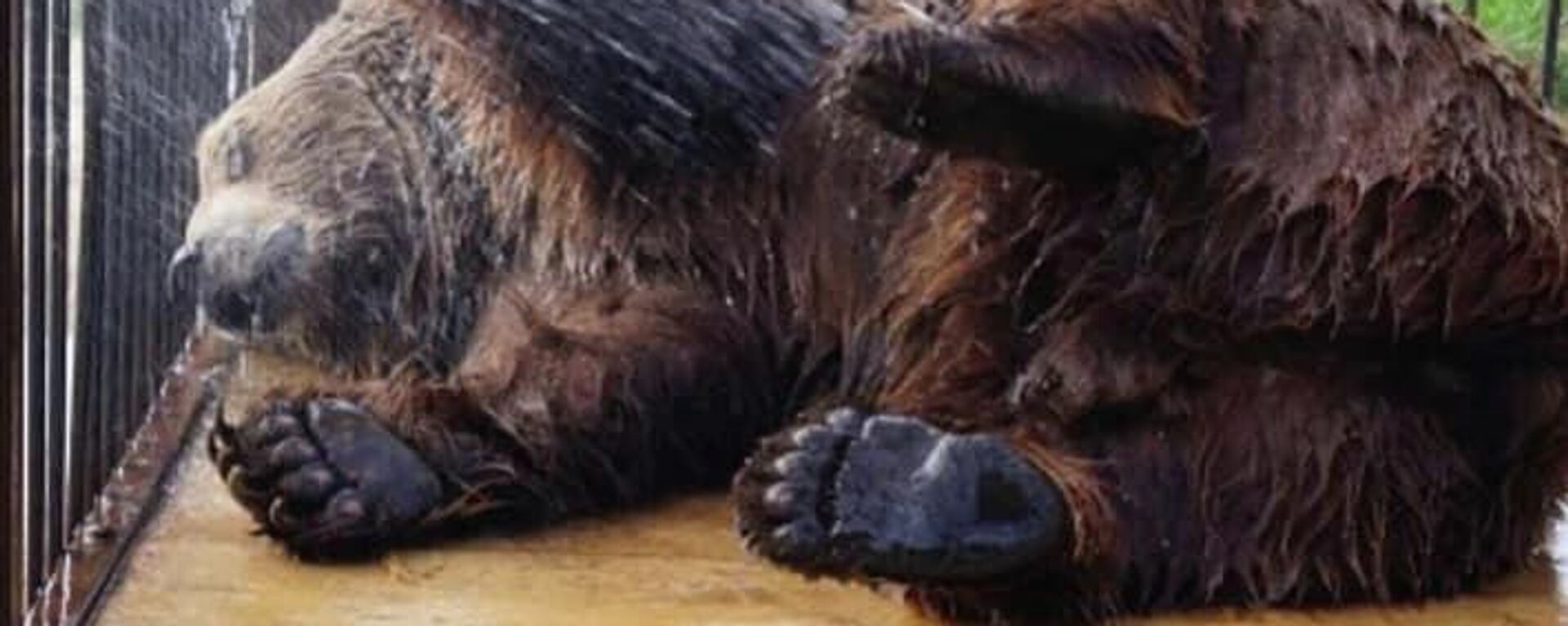 Большой и довольный: как сложилась жизнь медвежонка Балу из Абхазии в России  - Sputnik Абхазия, 1920, 19.03.2022