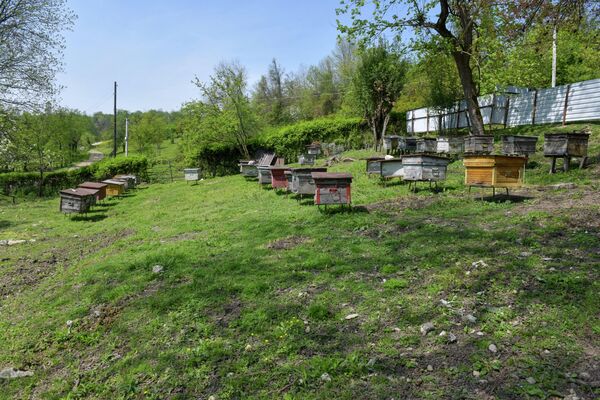 Житель села Куланырхуа Раник Кове занялся пчеловодством почти 35 лет назад. - Sputnik Абхазия