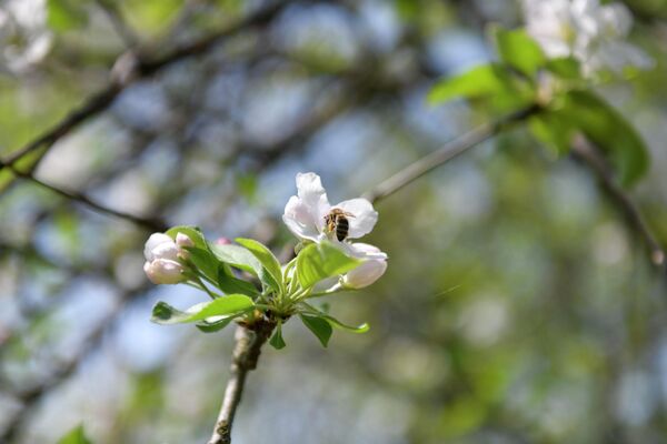 В Абхазии обитает уникальный вид пчелы – &quot;абхазянка&quot;. Ее хоботок длиннее, чем у других добытчиков меда, что позволяет добывать пыльцу и нектар из глубины цветков. - Sputnik Абхазия