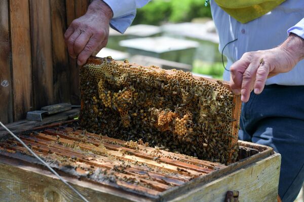 Комфортнее всего пчелы себя чувствуют в ульях, сделанных из ольхи или липы. - Sputnik Абхазия