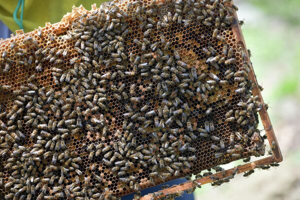 В сутки пчелиные &quot;королевы&quot; могут откладывать до полутора тысяч яиц, из которых появляются пчелы. - Sputnik Абхазия