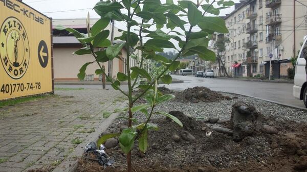 По улице Абазинской высажено 50 саженцев крупнолистной магнолии - Sputnik Абхазия