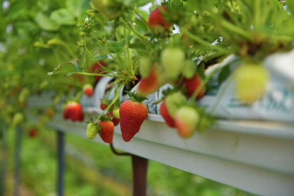 В этом году ожидается 1,2 тысячи тонн ягоды. - Sputnik Абхазия