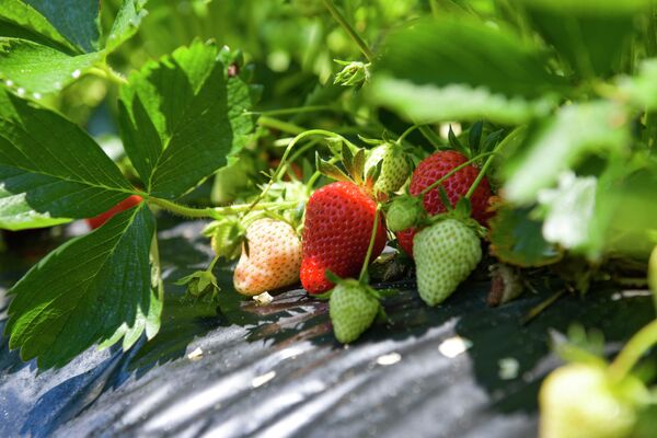 Фермеры отмечают, что планируют увеличить производство ягоды уже в этом году. - Sputnik Абхазия