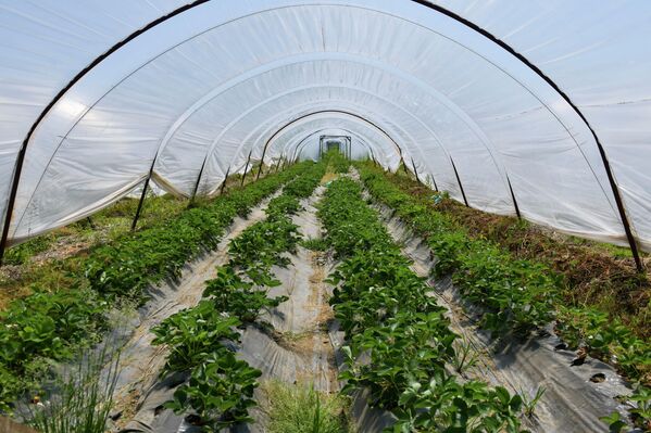 Многие производители стали параллельно выращивать другие сельскохозяйственные культуры. - Sputnik Абхазия
