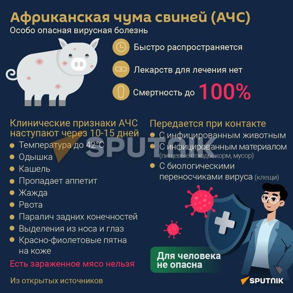 Африканская чума свиней  - Sputnik Абхазия