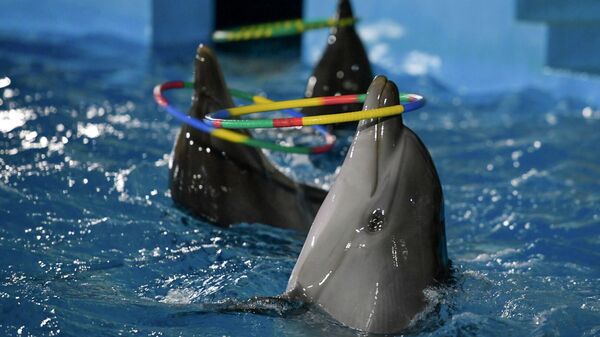 Гагрский дельфинарий - Sputnik Аҧсны