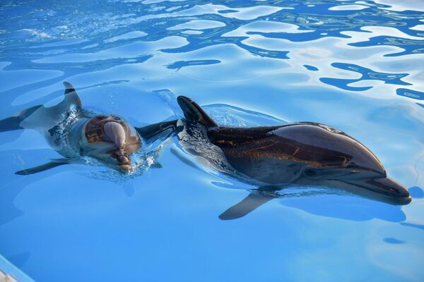 Там содержатся три      черноморских дельфина из семейства афалин и два южноамериканских морских котика. - Sputnik Абхазия