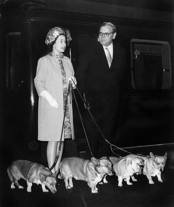Королева Елизавета II была большой поклонницей корги. Первую собаку этой породы ей подарил отец на 18-летие. Всего у королевы за всю жизнь было около 30 корги. - Sputnik Абхазия