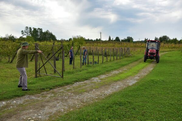 На частной винодельне “Шато Кутол” продолжается сбор винограда. - Sputnik Абхазия