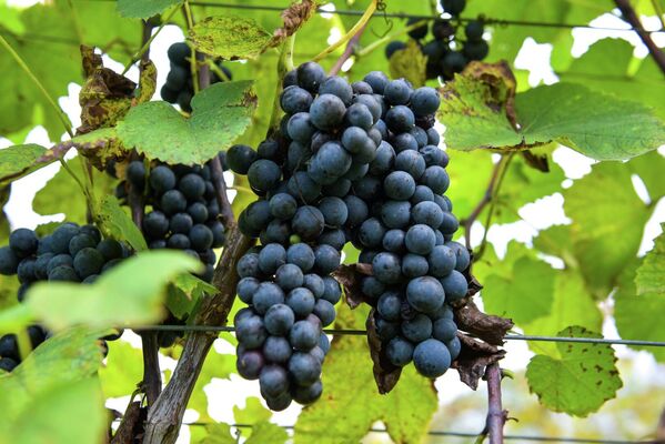 На участке в один гектар растет более четырех тысяч корней винограда трех сортов. - Sputnik Абхазия