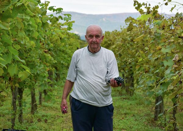 71-летний Вячеслав Какалия помогает сыну собирать виноград. - Sputnik Абхазия
