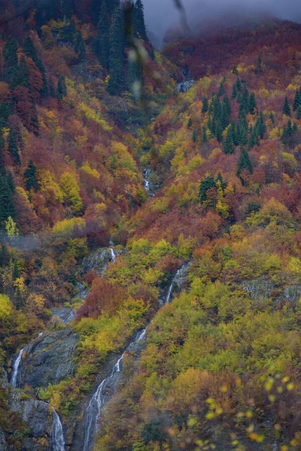 Осенью Рицинский парк удивляет путешественников богатой палитрой красок. - Sputnik Абхазия