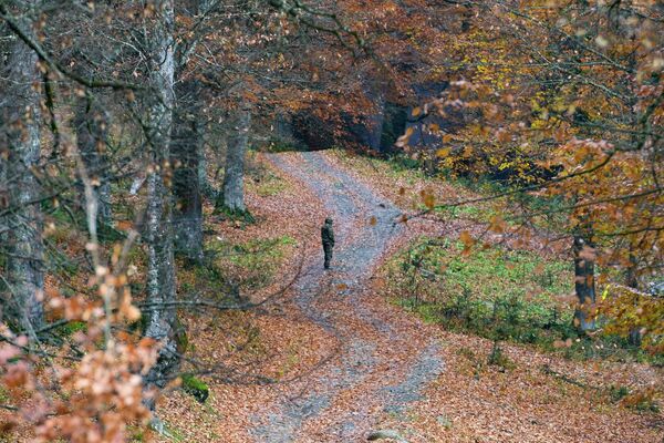 Осеннее настроение в Рицинском парке располагает к длительным прогулкам. - Sputnik Абхазия