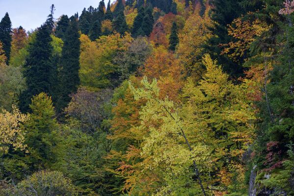 Золотая пора в Абхазии обычно наступает поздно. Лишь в ноябре появляются осенние пейзажи - зелень крон сменяется настоящим буйством красок. - Sputnik Абхазия