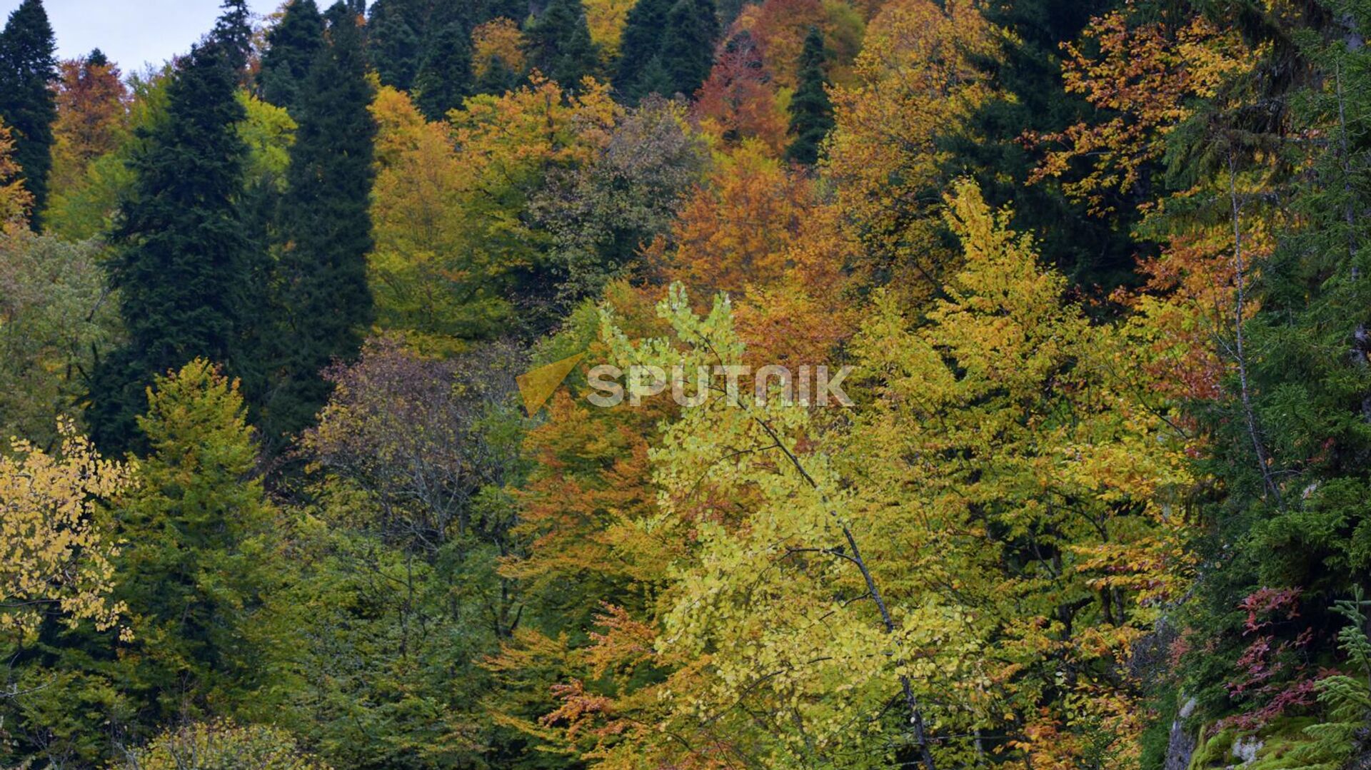 Осень в Реликтовом Национальном парке  - Sputnik Абхазия, 1920, 28.10.2022