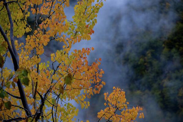 Пожелтевшие листья могут продержаться на ветках еще несколько недель до наступления заморозков. - Sputnik Абхазия
