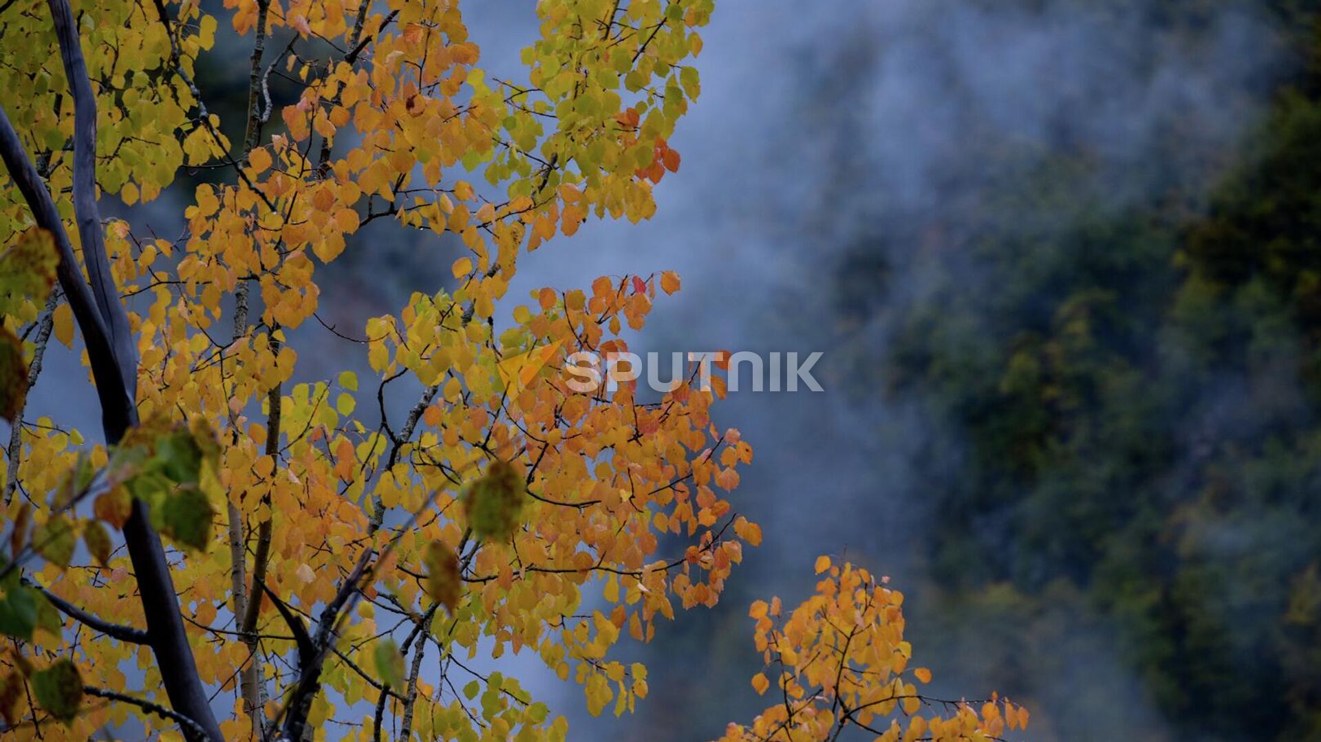 Осень в Реликтовом Национальном парке  - Sputnik Абхазия, 1920, 30.10.2023