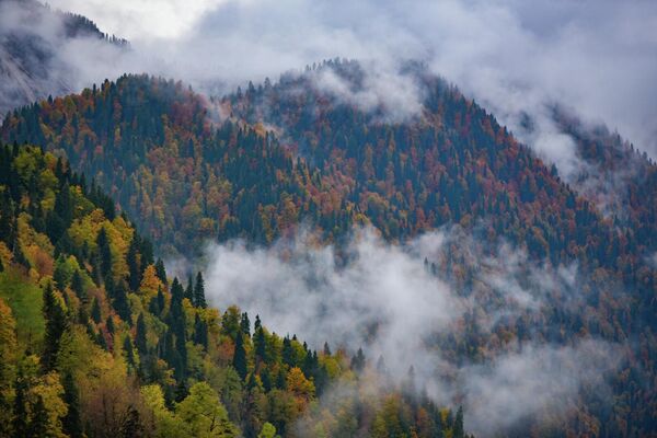 Осень в Реликтовом Национальном парке  Осень в Реликтовом Национальном парке  - Sputnik Аҧсны