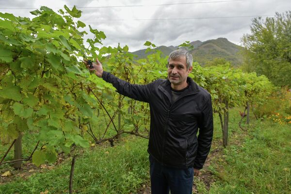 Автохтонные сорта винограда в селе Калдахуара   - Sputnik Абхазия