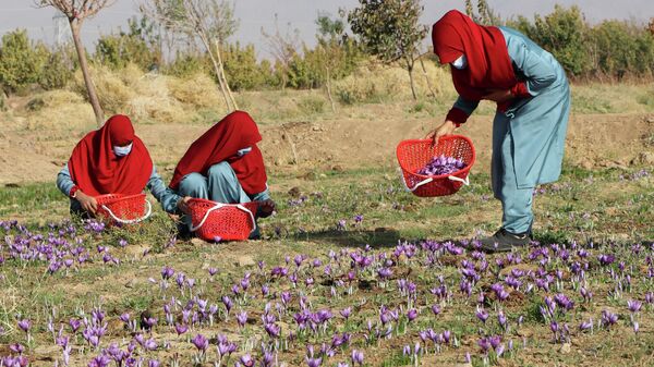 Девушки во время сбора шафрана в Афганистане  - Sputnik Аҧсны