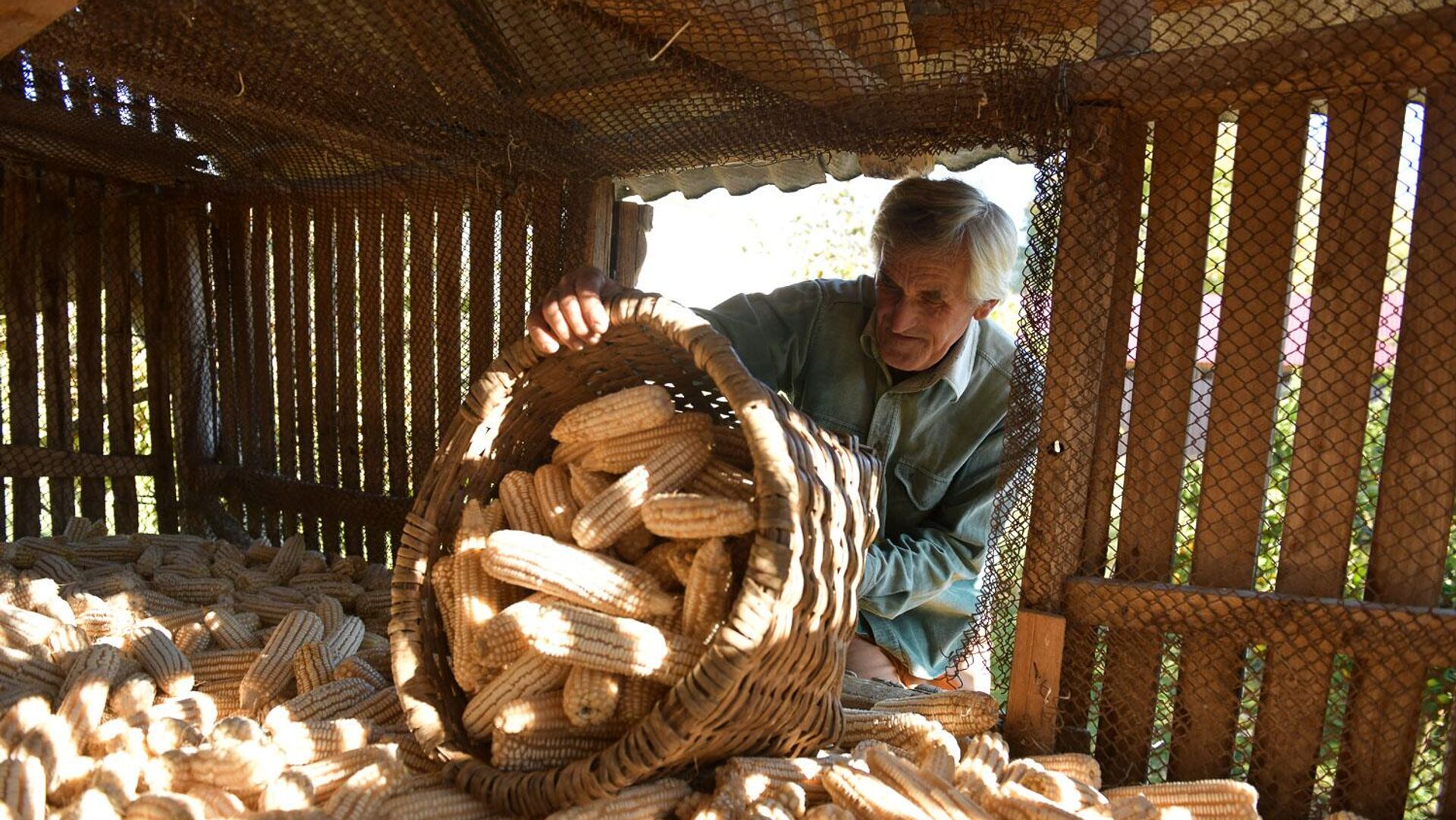 Сбор урожая кукурузы - Sputnik Аҧсны, 1920, 14.12.2025