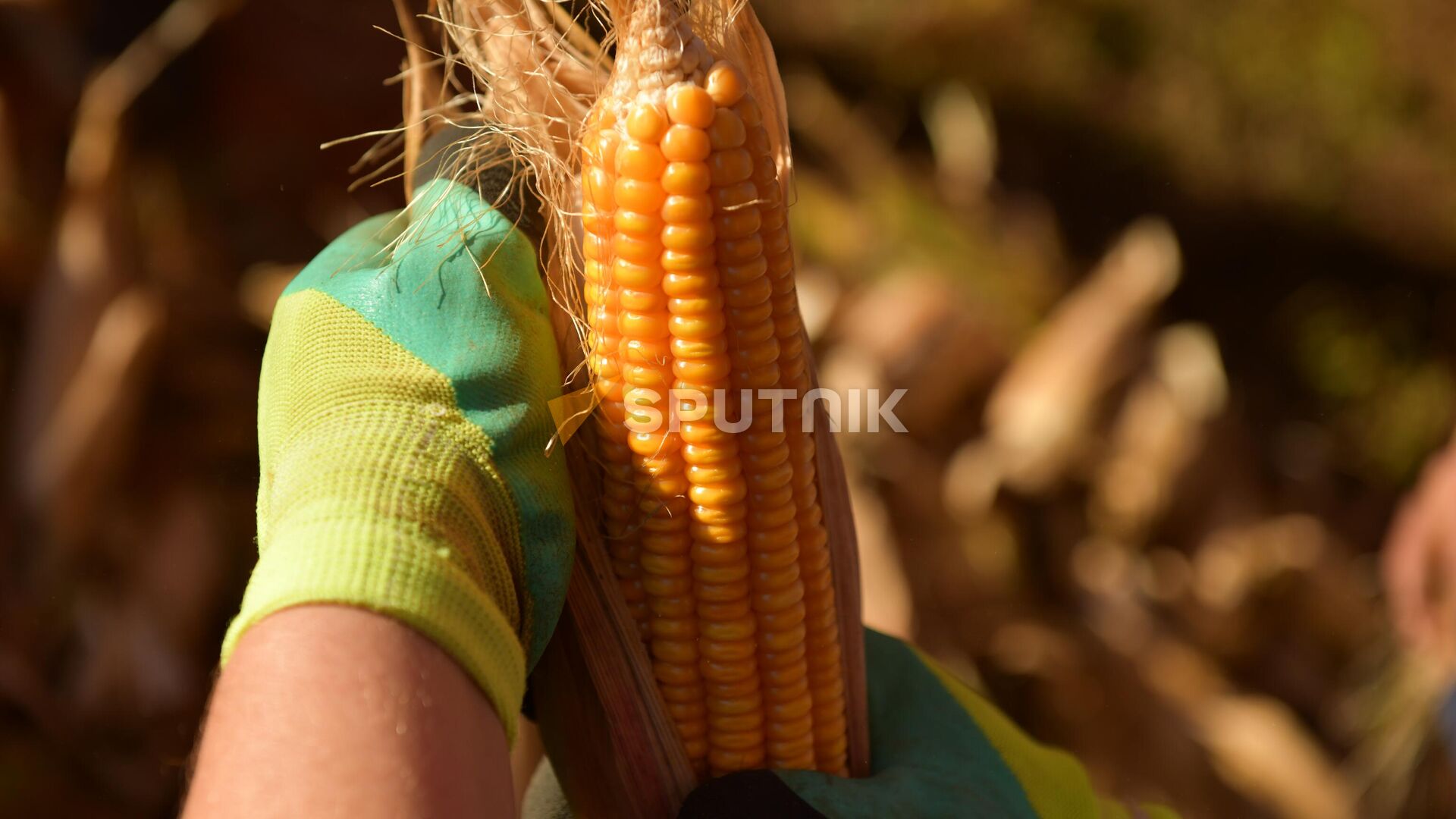 Сбор урожая кукурузы - Sputnik Абхазия, 1920, 09.09.2023