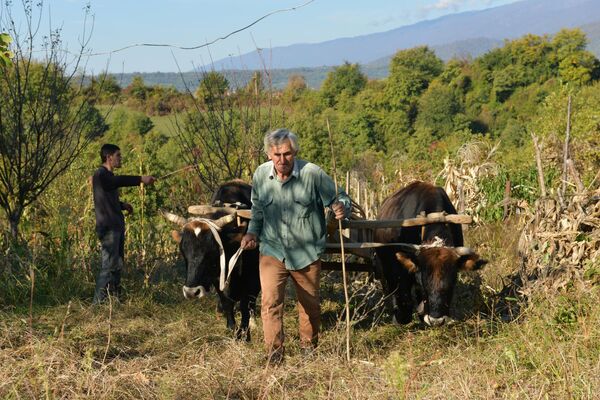 Быки везут за собой арбу и помогают сельчанам  убирать урожай кукурузы с полей. - Sputnik Абхазия