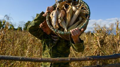 Сбор урожая кукурузы